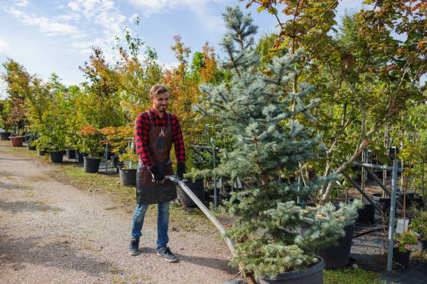 Best Tree Branch Trimming  in Chleston, AR